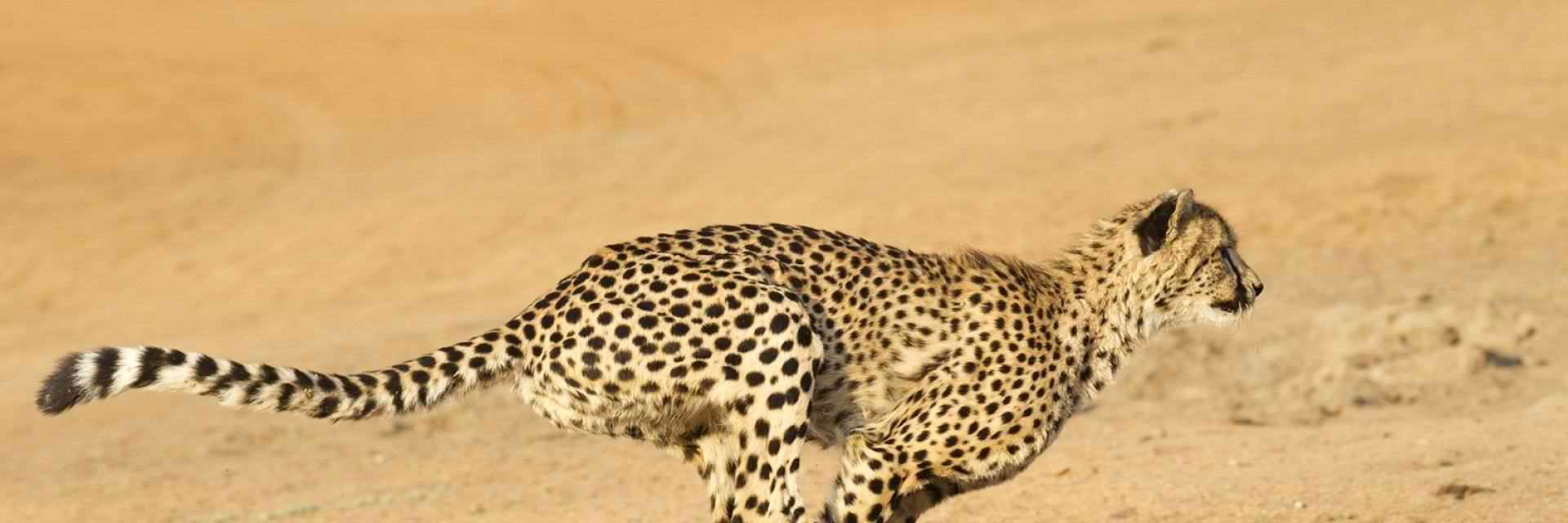 Sprint-training for Cheetah