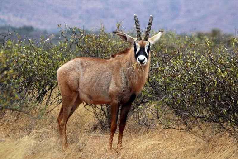 Roan Antelope, Frans Indongo Lodge, Namibia