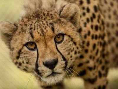 Curious Cheetah, Frans Indongo Lodge