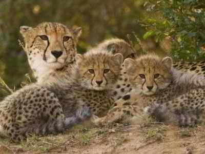 Female Cheetah with her cubs